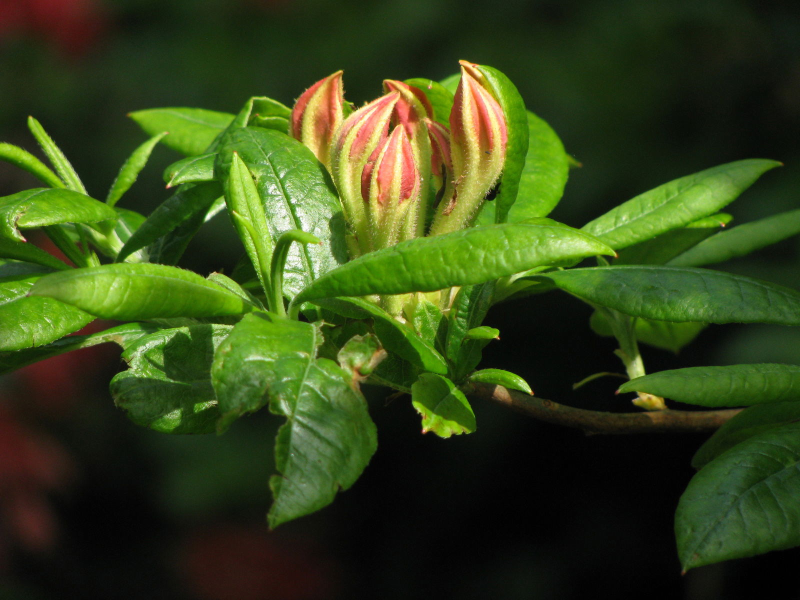 Arboretum de Kalmthout