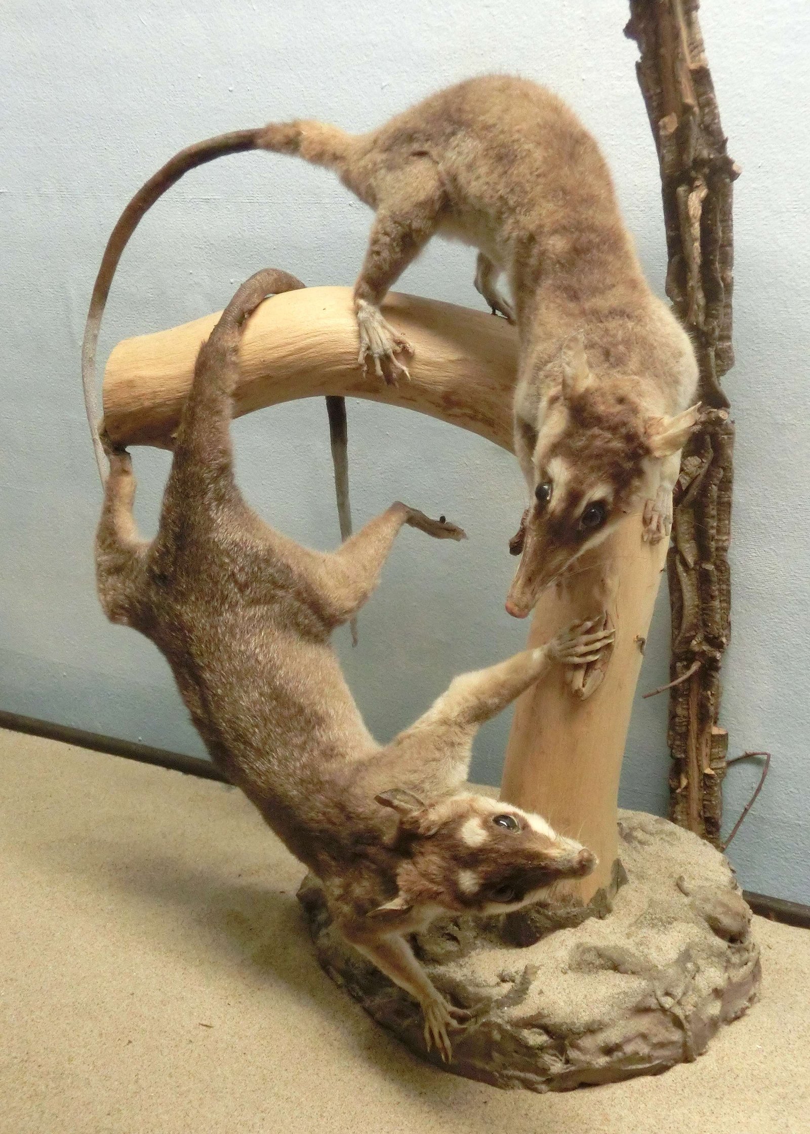 Göteborg Natural History Museum