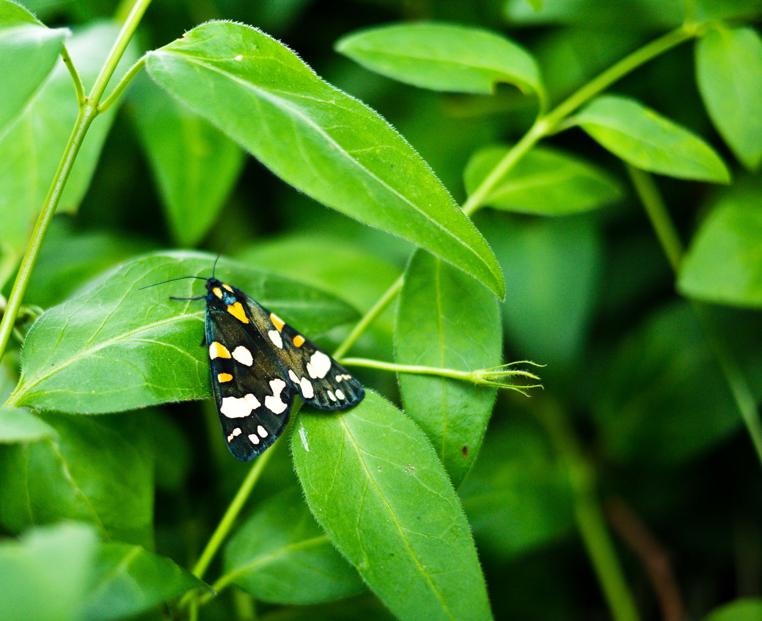 Jardín botánico de la Universidad de Oxford