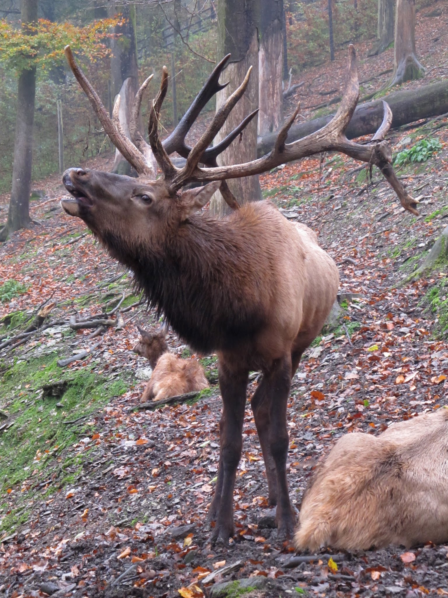 Bouillon Wildlife Park