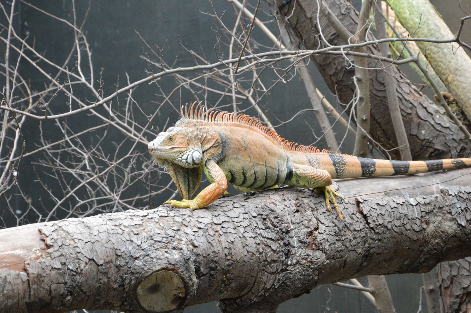 Parc zoologique de Paris