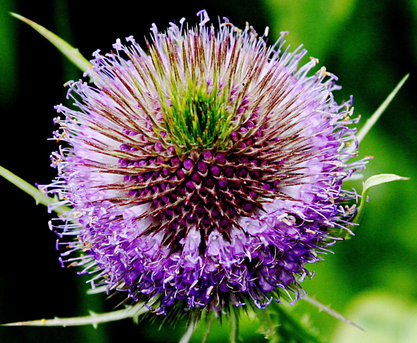 Chelsea Physic Garden