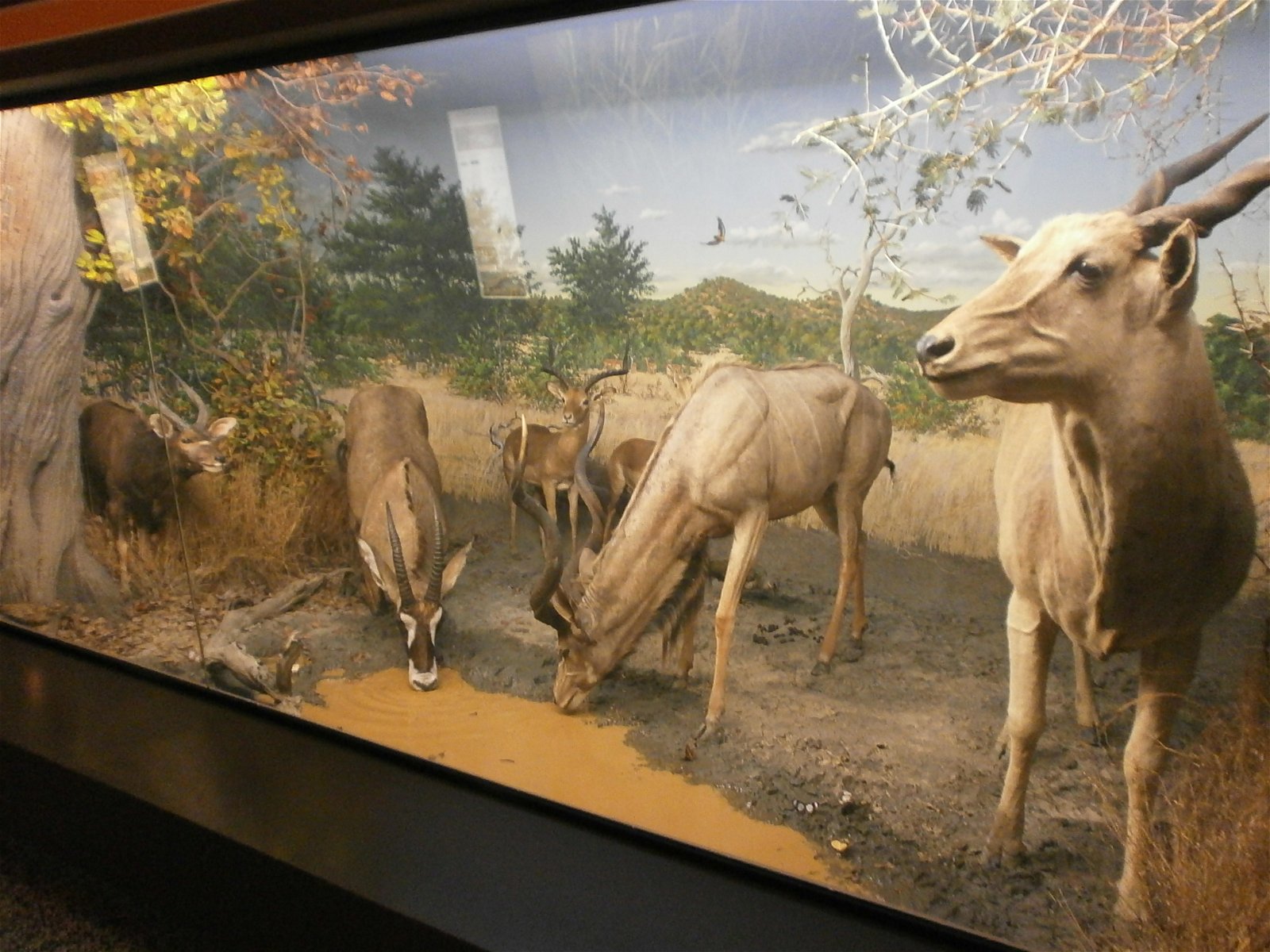 Museum of Natural History