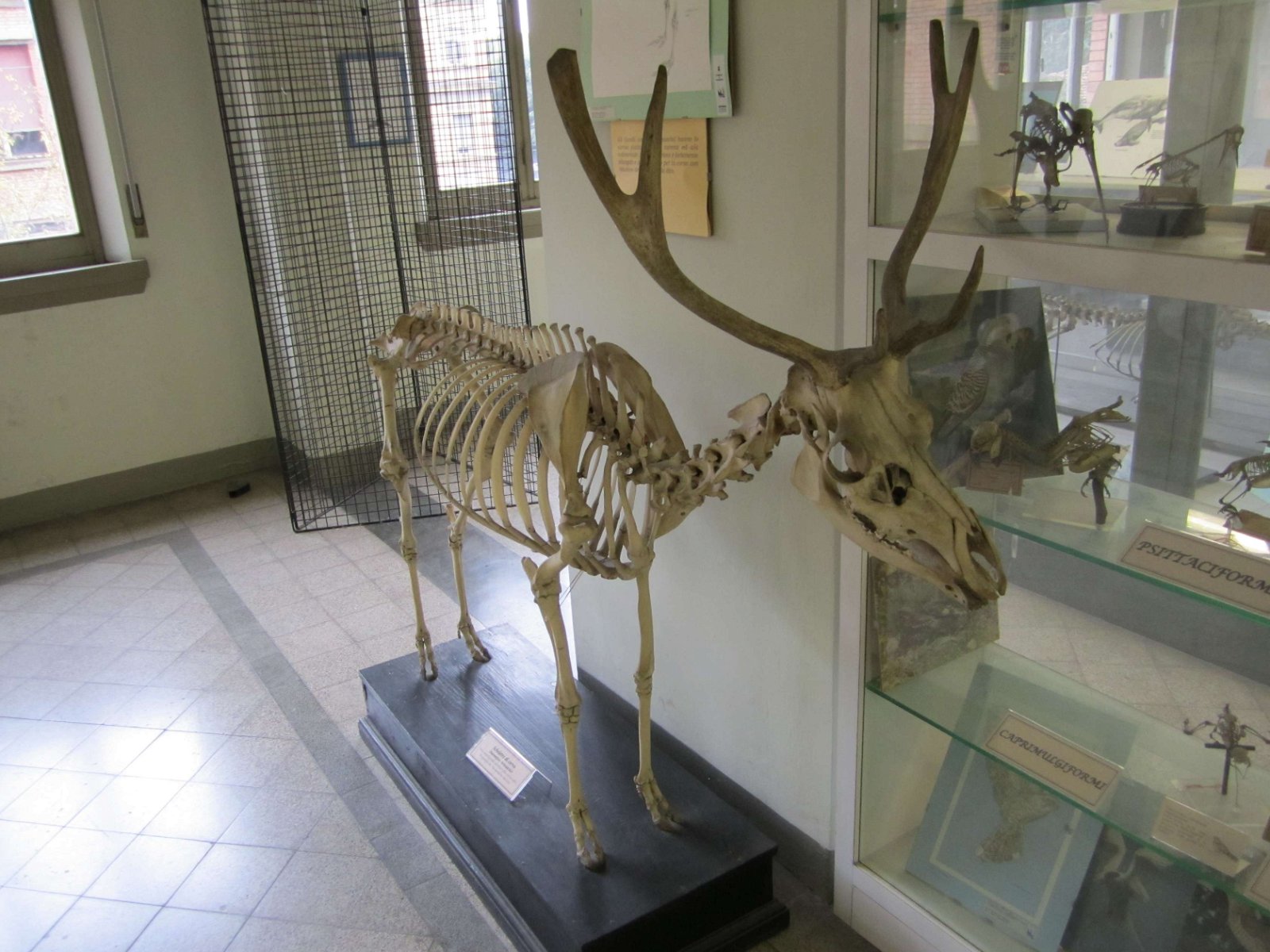Museo Di Anatomia Comparata