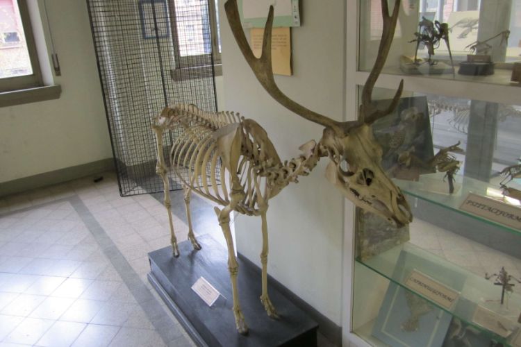 Museo Di Anatomia Comparata