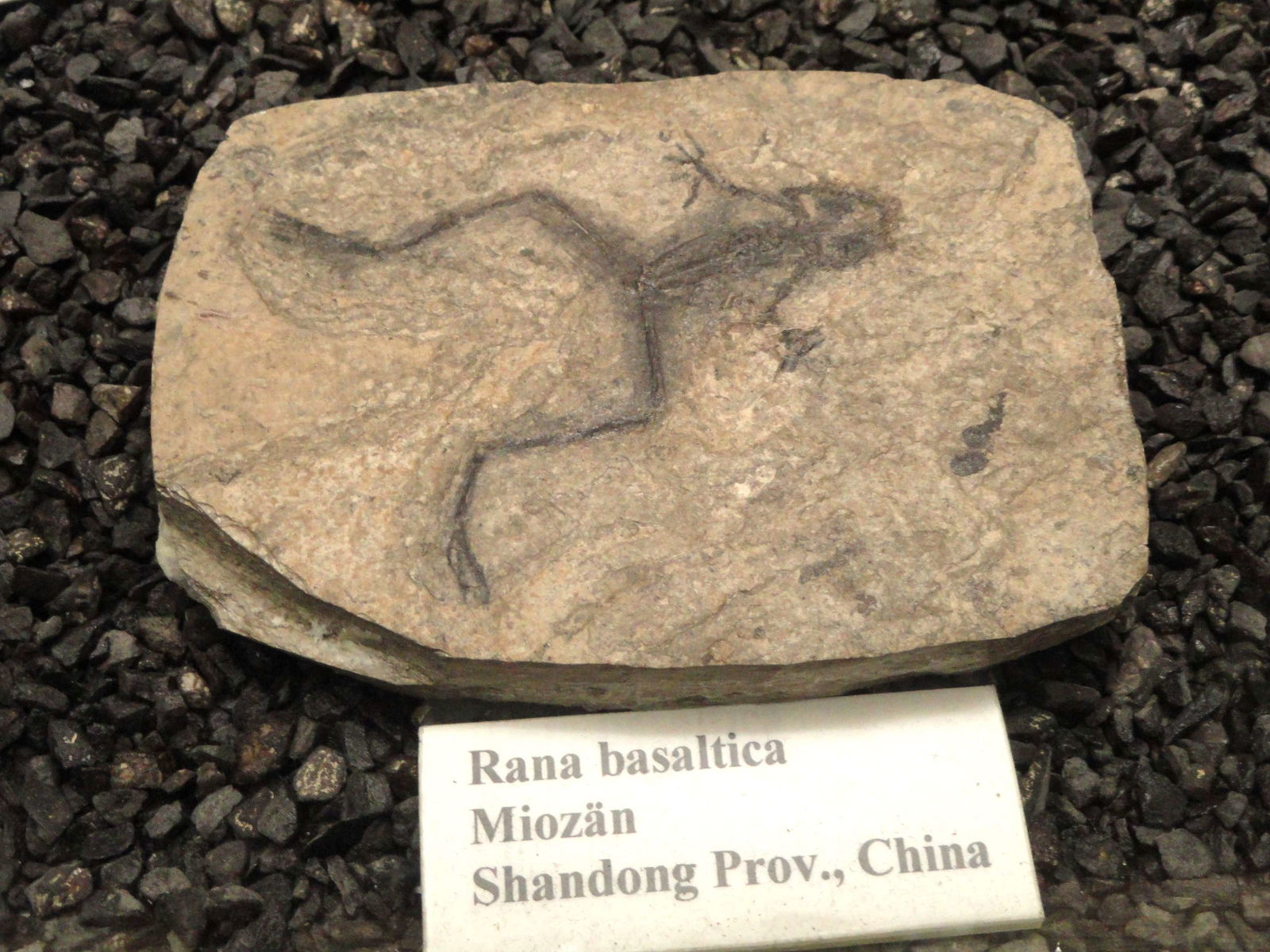 Senckenberg Natural History Museum