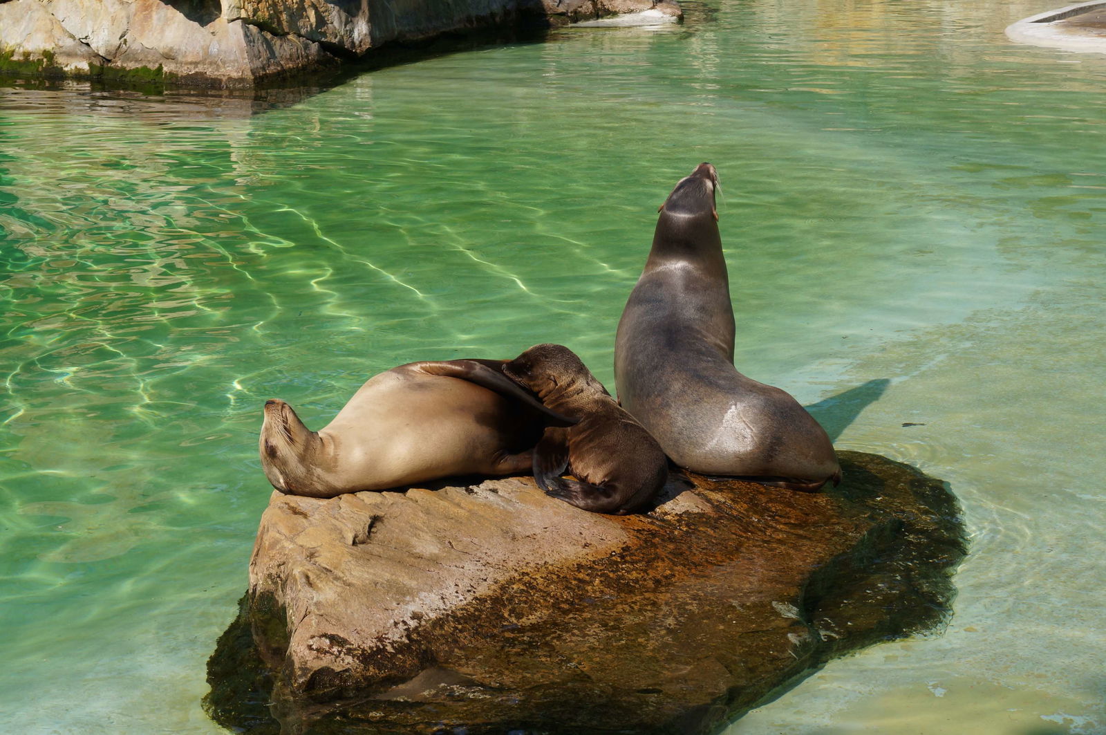 Berlin Zoological Garden