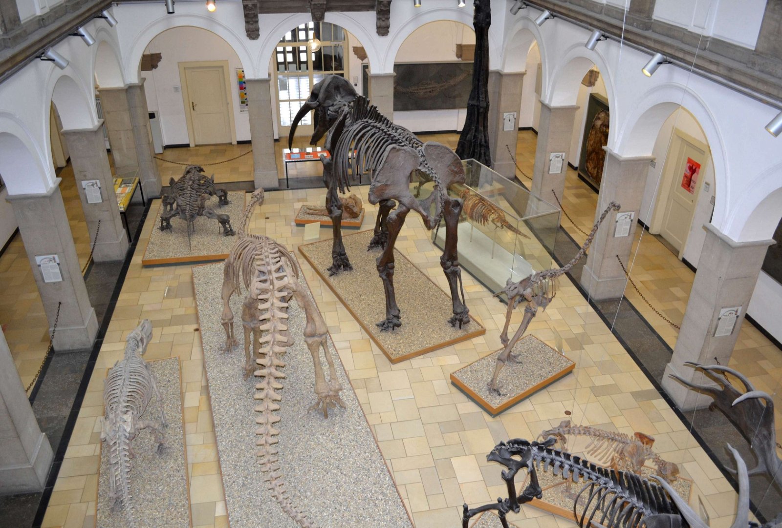 Paleontological Museum Munich