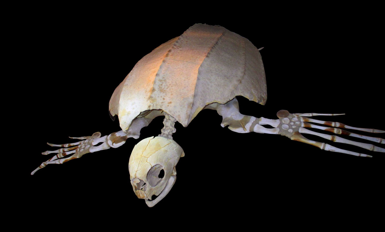 Göteborg Natural History Museum