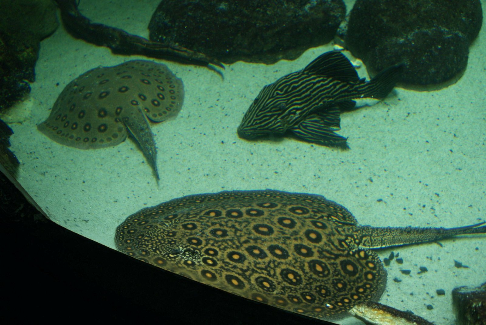 Tropicarium - Oceanarium