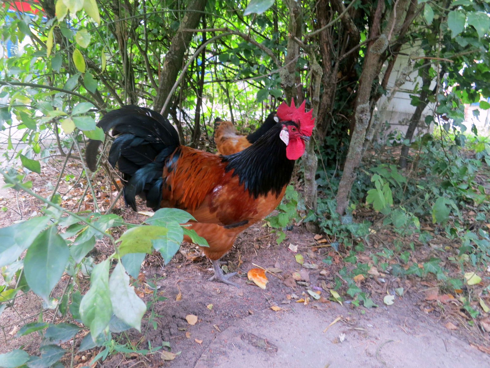 Tiergarten Nürnberg