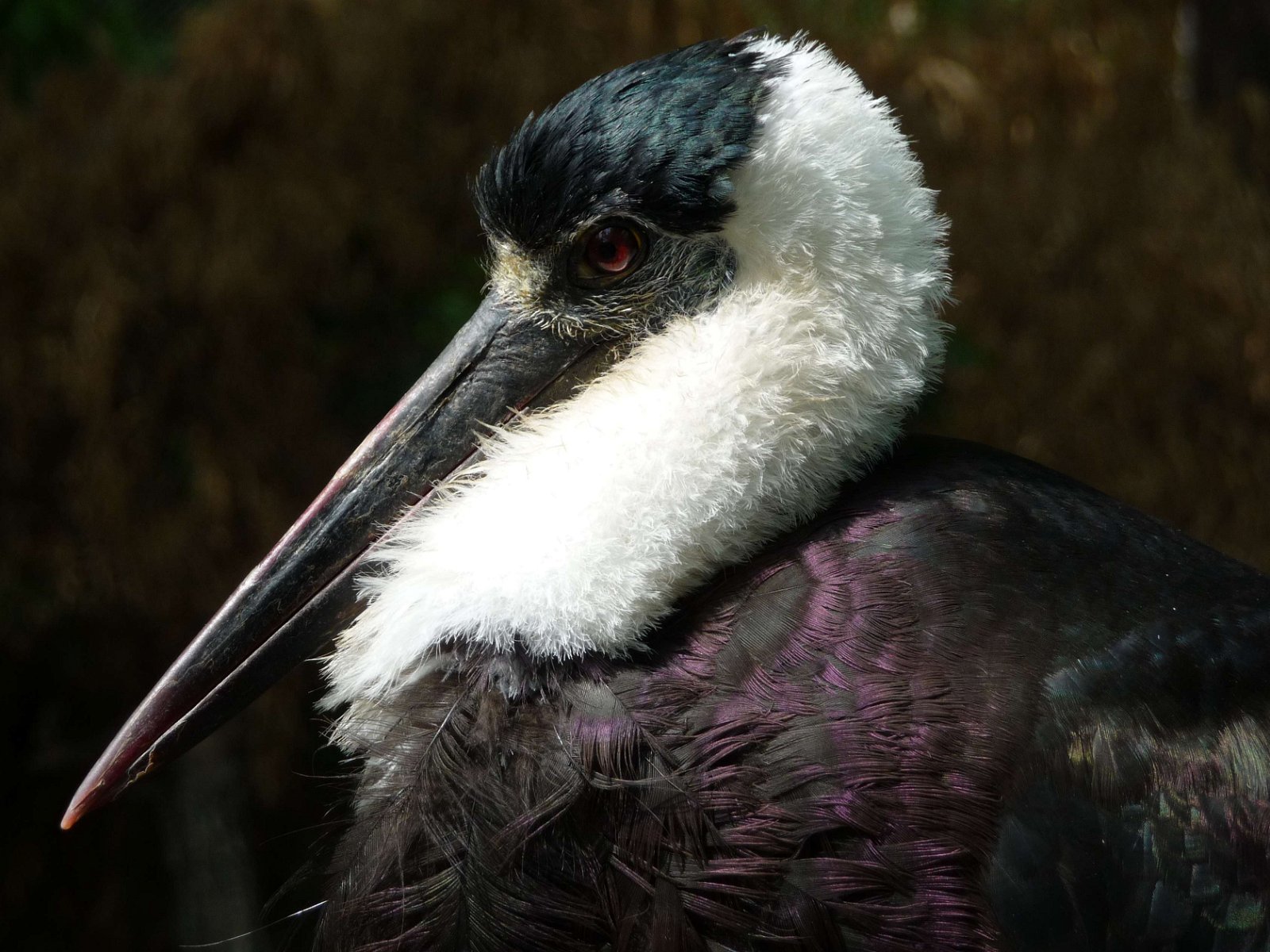 Berlin Zoological Garden