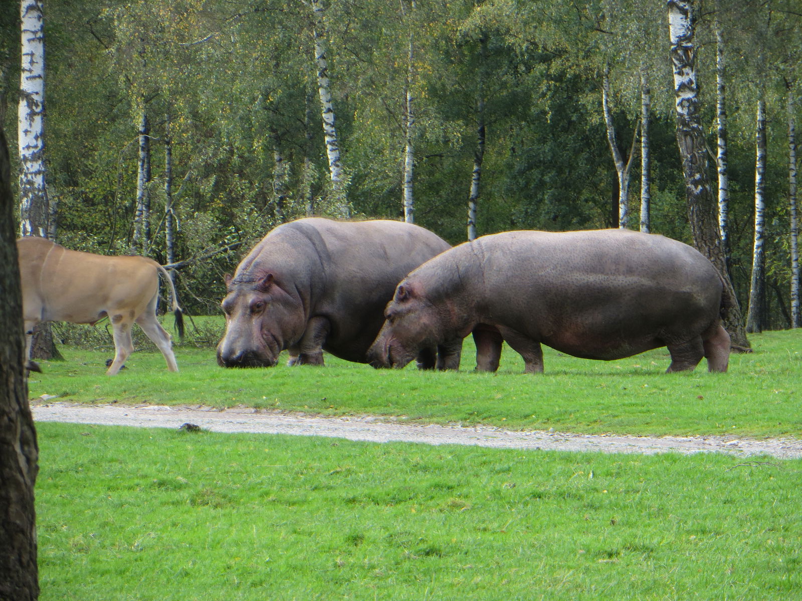 Monde Sauvage Safari Parc (Aywaille) - Visitor Information & Reviews