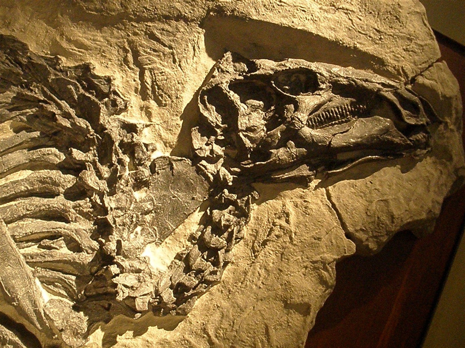 Museo Geologico Giovanni Capellini