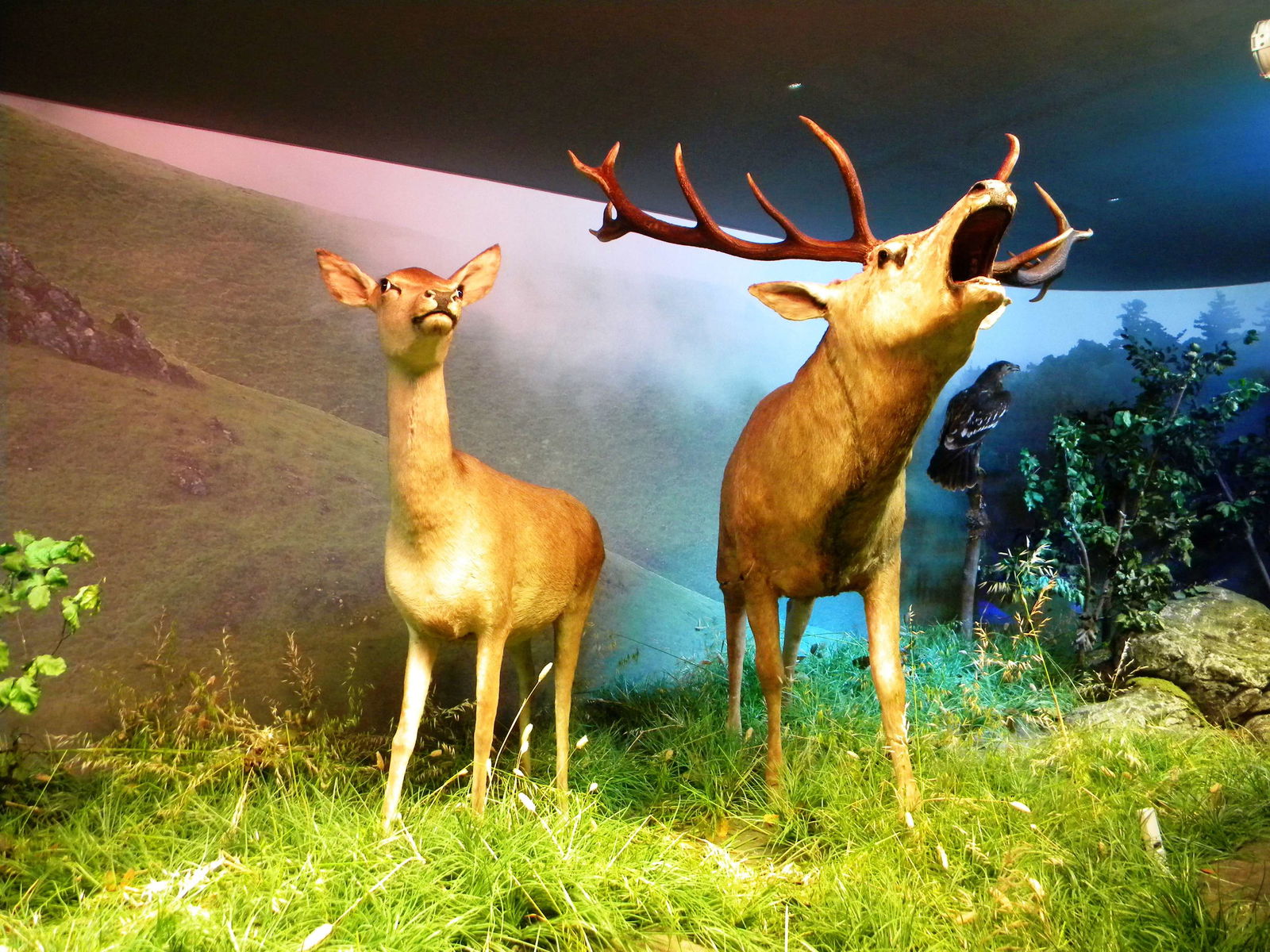 Grigore Antipa National Museum of Natural History