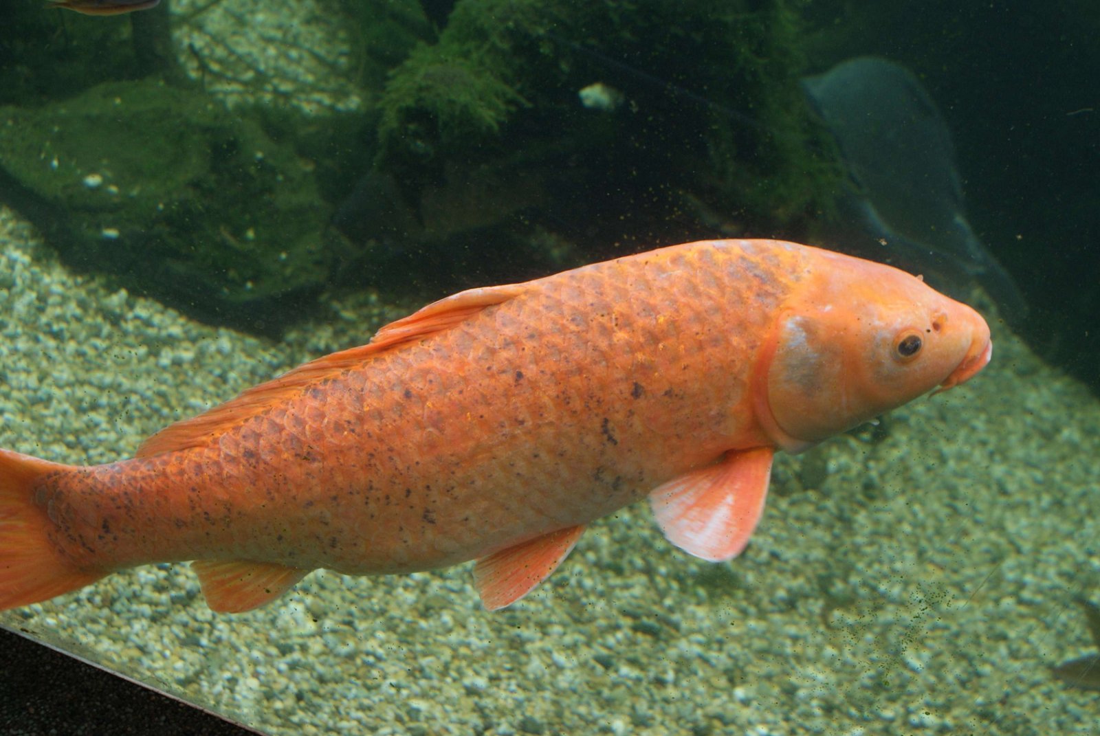 Tropicarium - Oceanarium