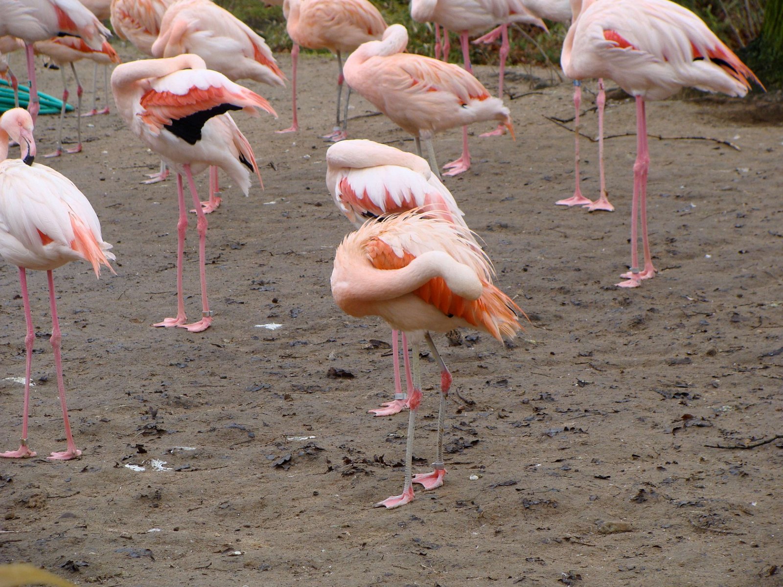Berlin Zoological Garden