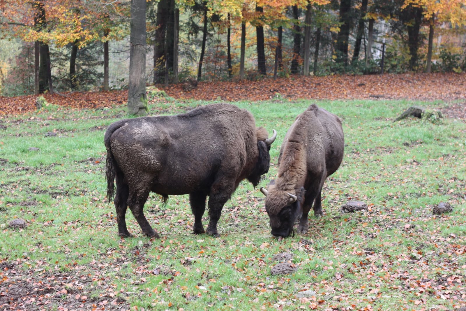 Bouillon Wildlife Park