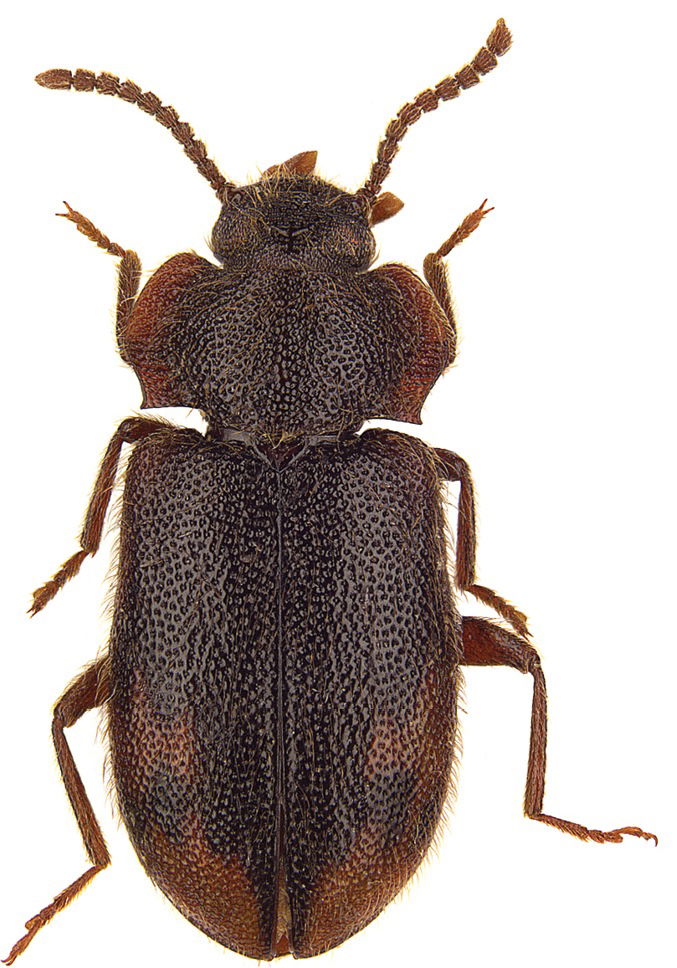 Staatliches Museum für Naturkunde Stuttgart