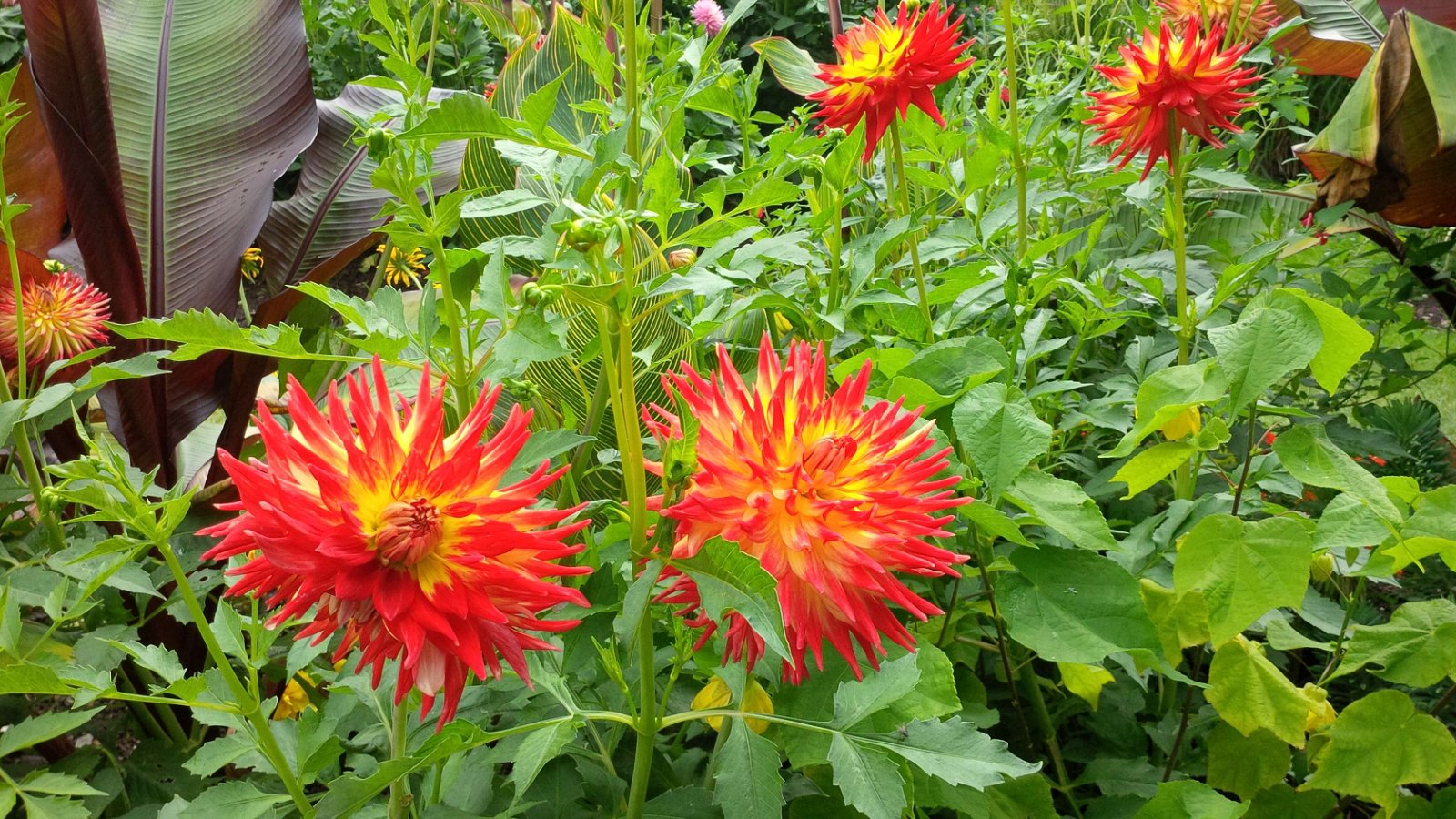 Birmingham Botanical Gardens and Glasshouses
