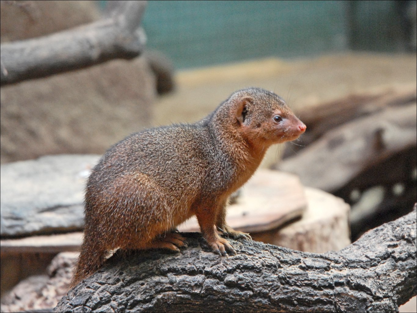 Berlin Zoological Garden