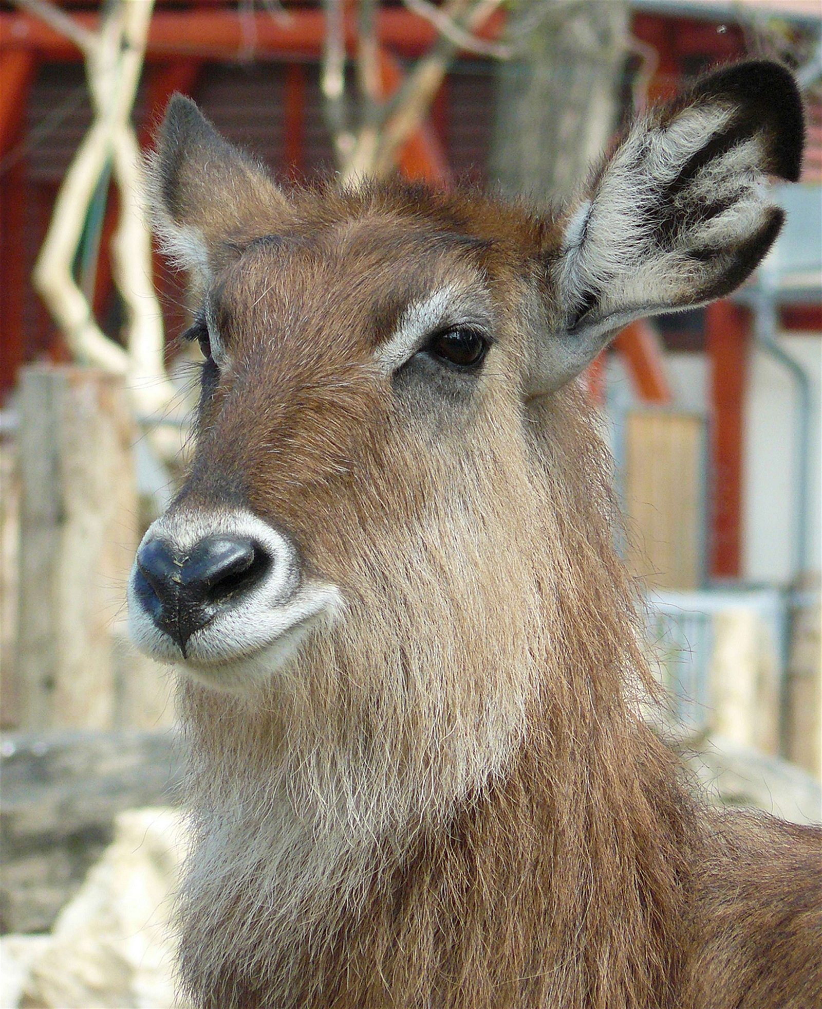 Budapest Zoo and Botanical Garden