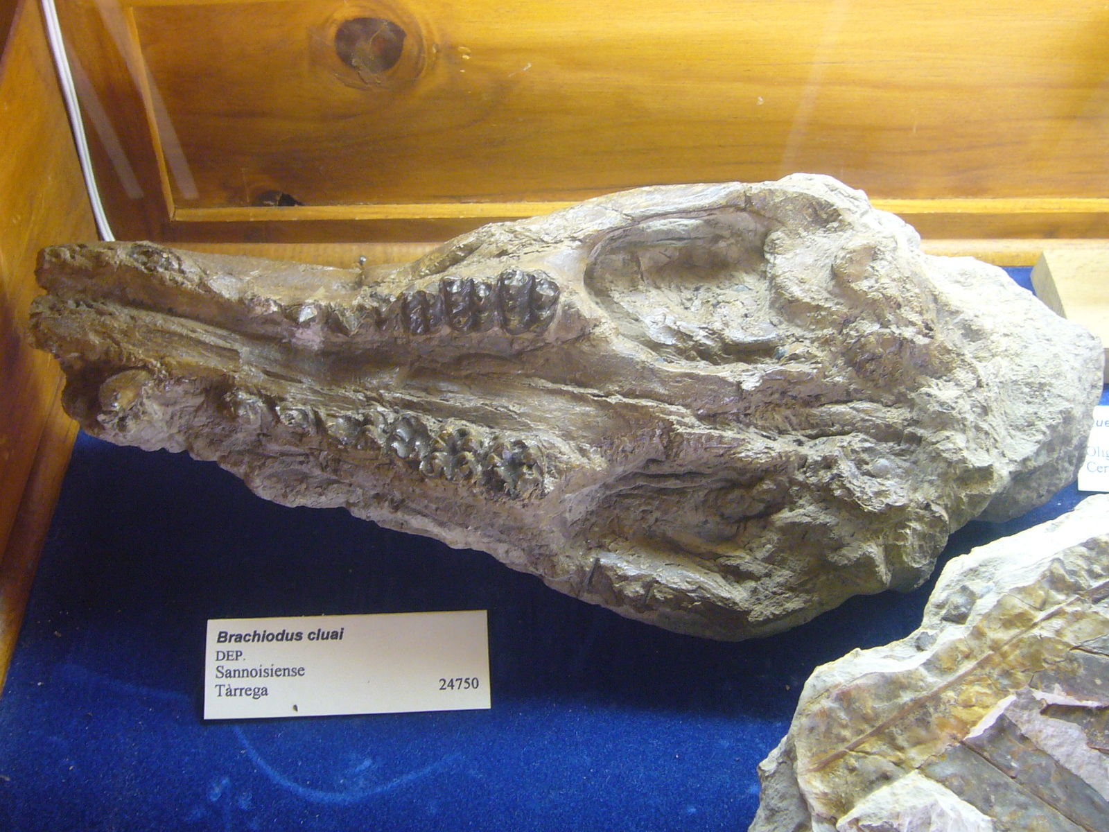 Museu Geologic del Seminari de Barcelona