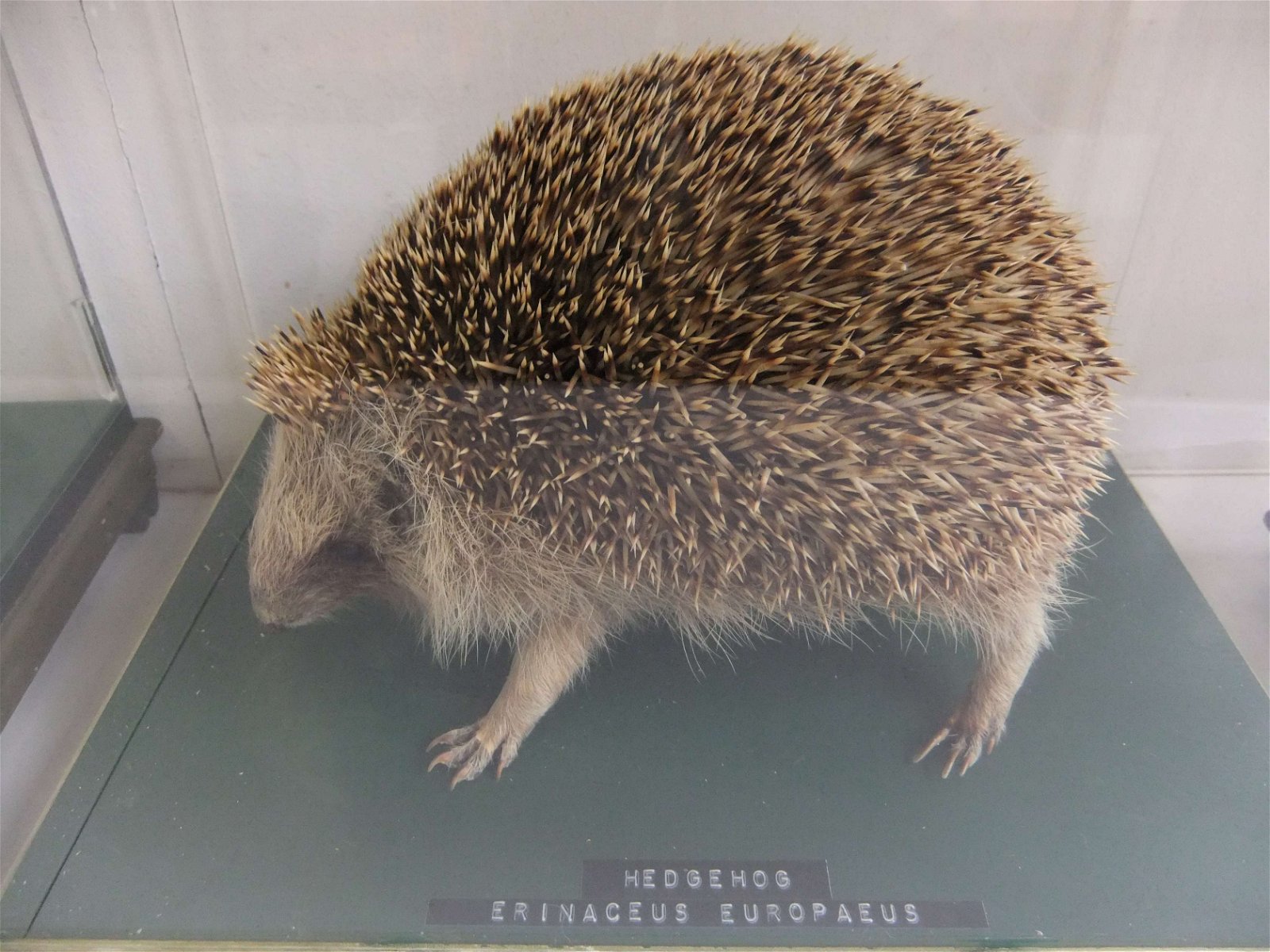 Worcester City Art Gallery and Museum