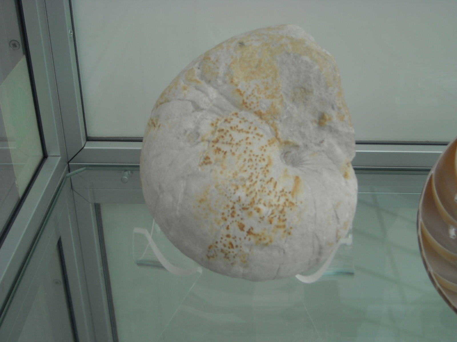 Geological Museum of the Polish Geological Institute