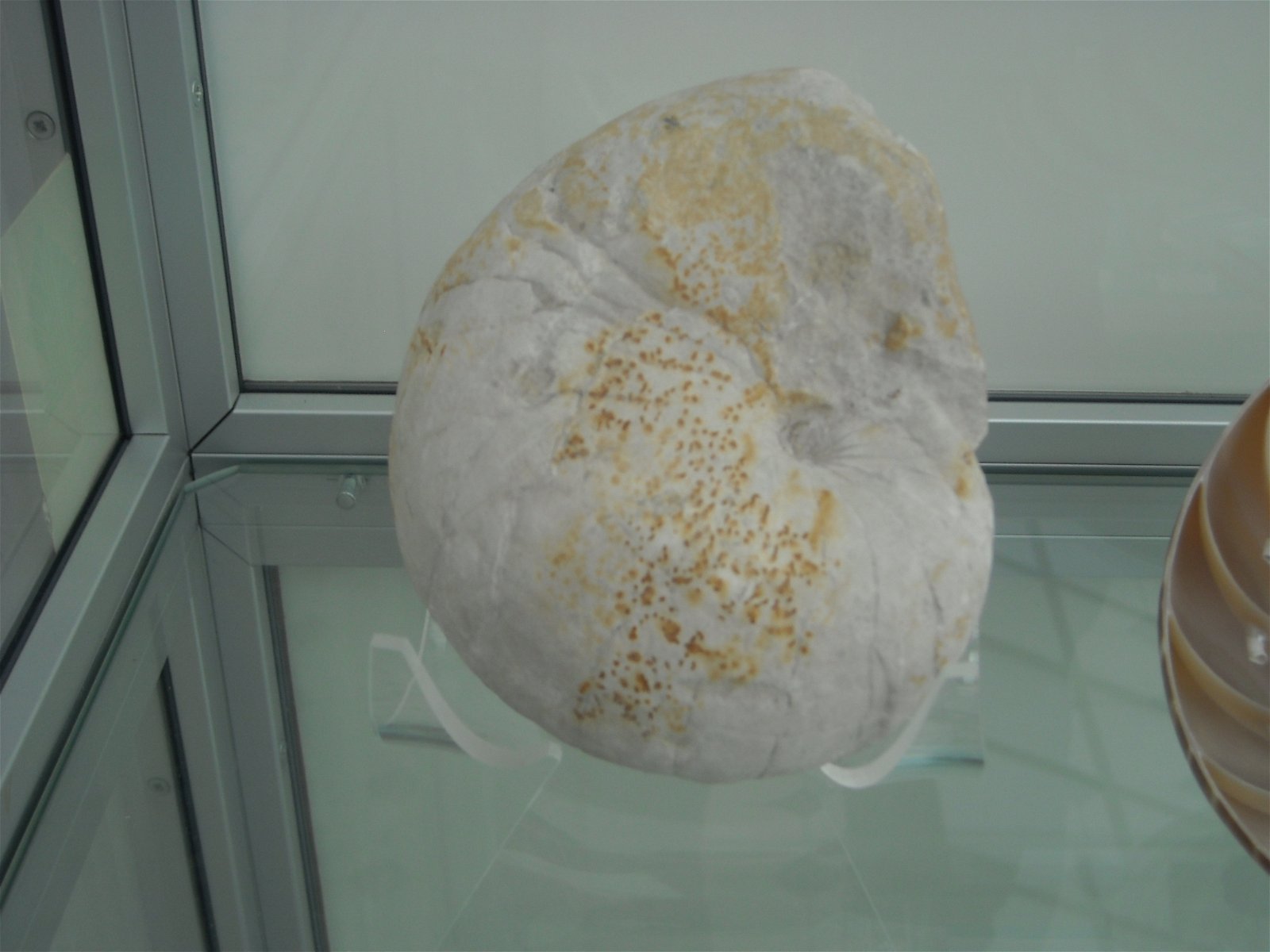 Geological Museum of the Polish Geological Institute