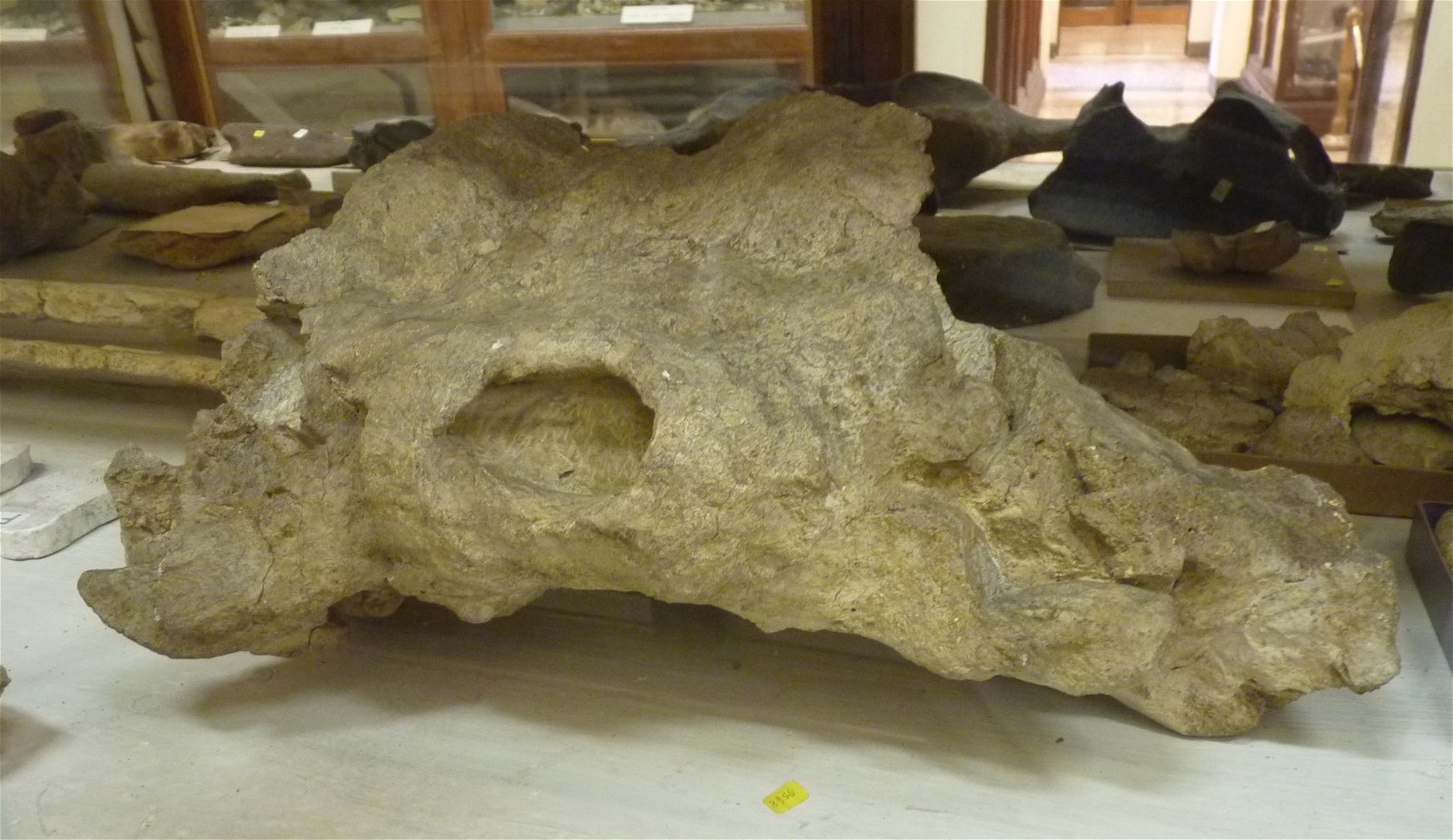 Museo Geologico Giovanni Capellini