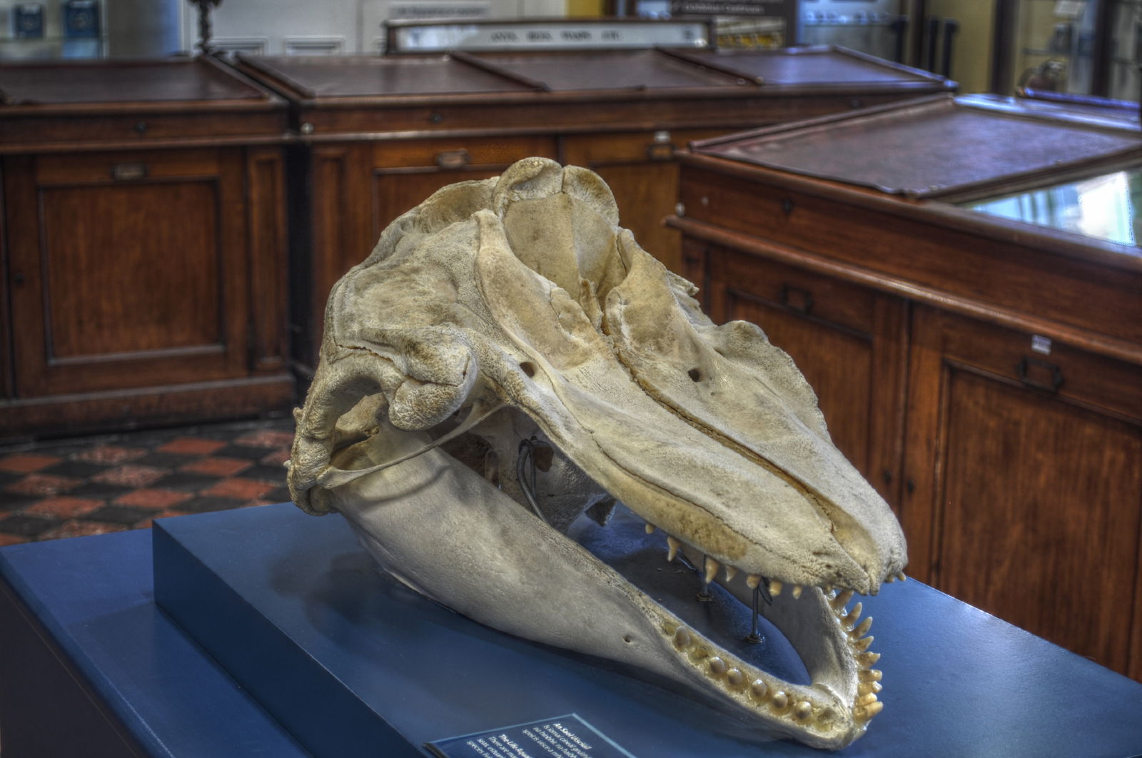 National Museum of Ireland, Merrion Street