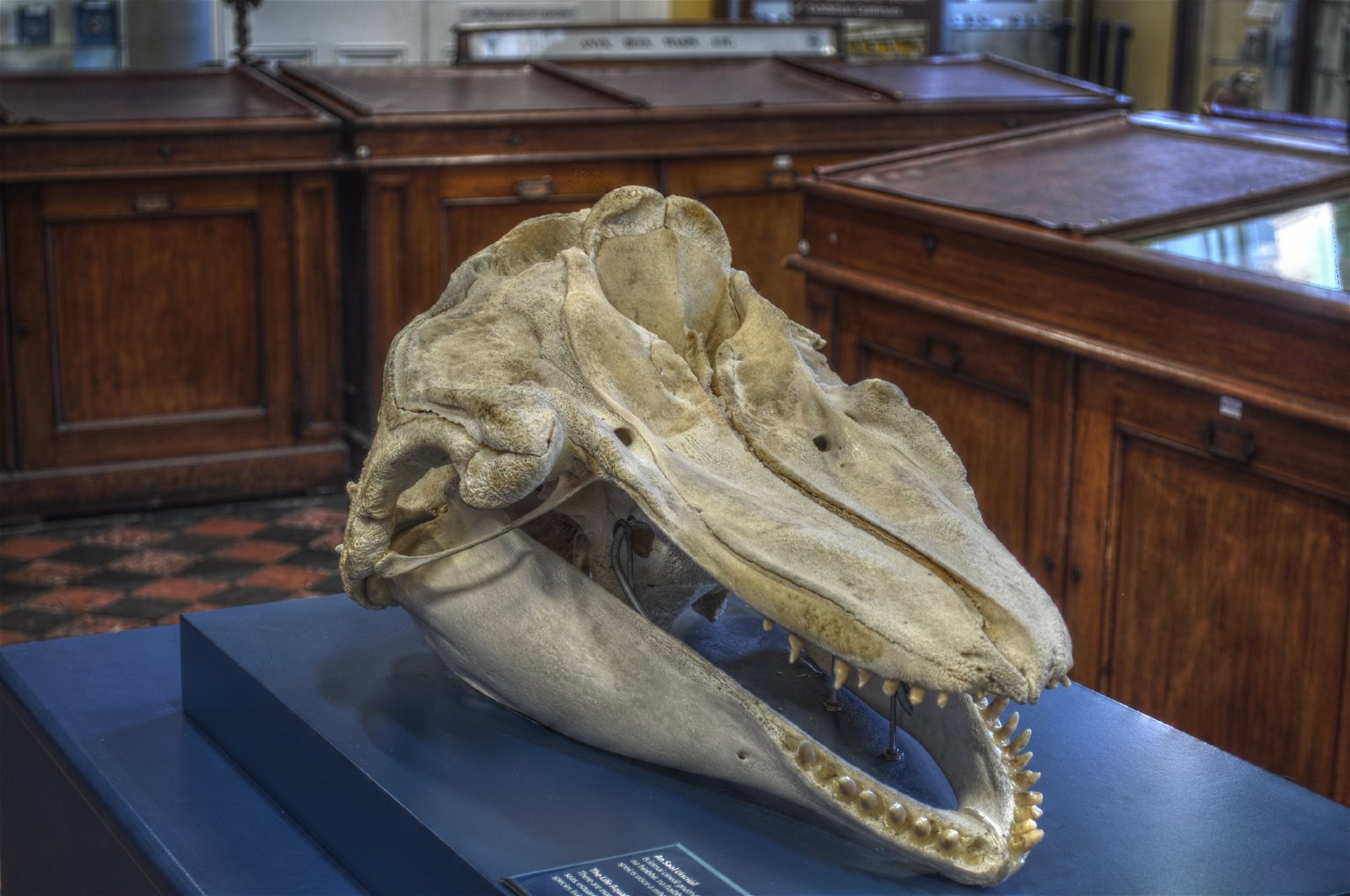 National Museum of Ireland - Natural History