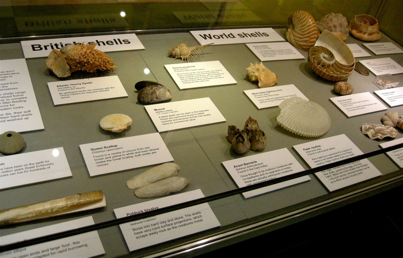 The Seaside Museum, Herne Bay