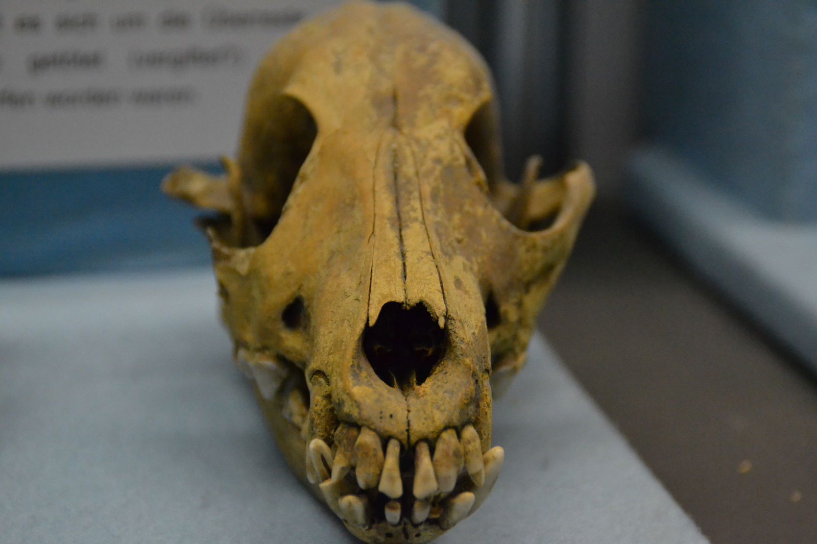 Paläontologische Museum Munchen