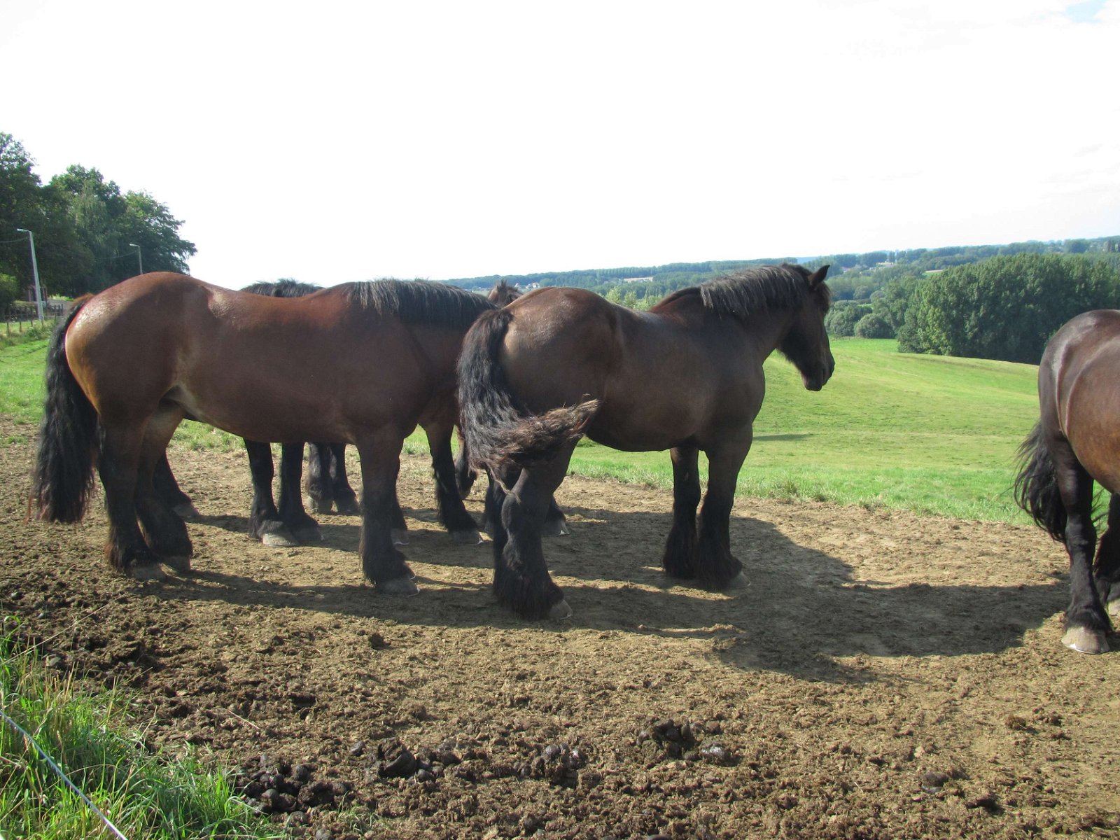 Museum van het Belgisch Trekpaard