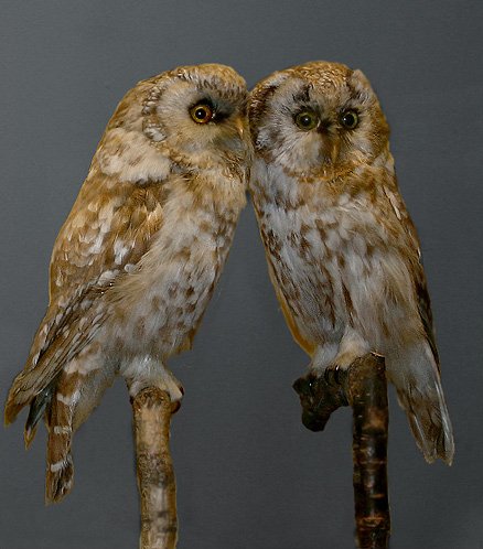 Natural History Museum Aarhus