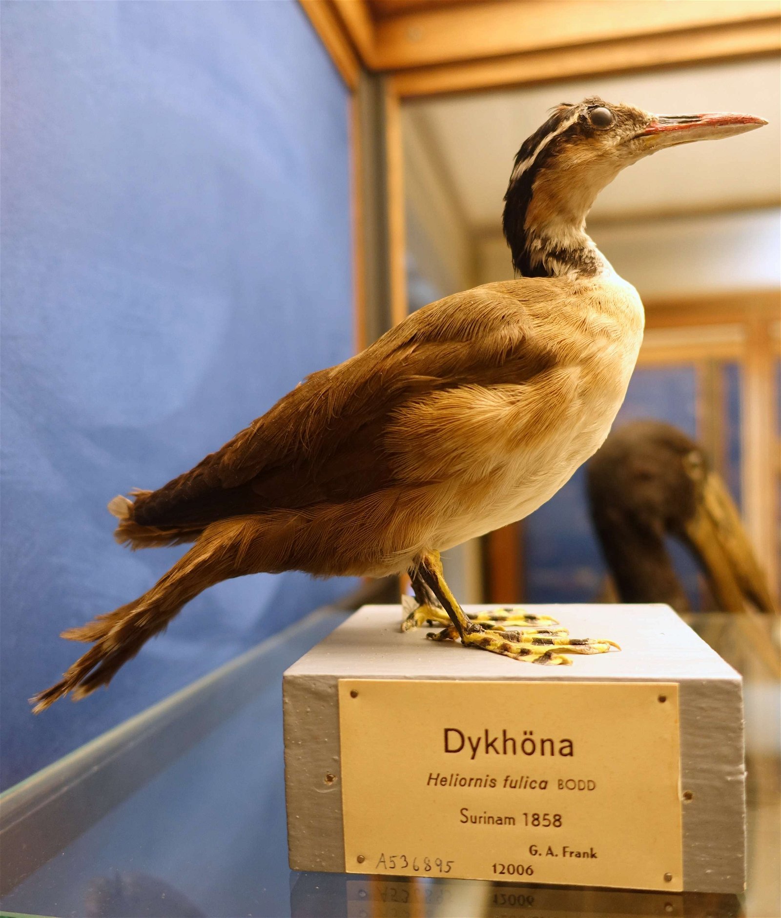 Swedish Museum of Natural History