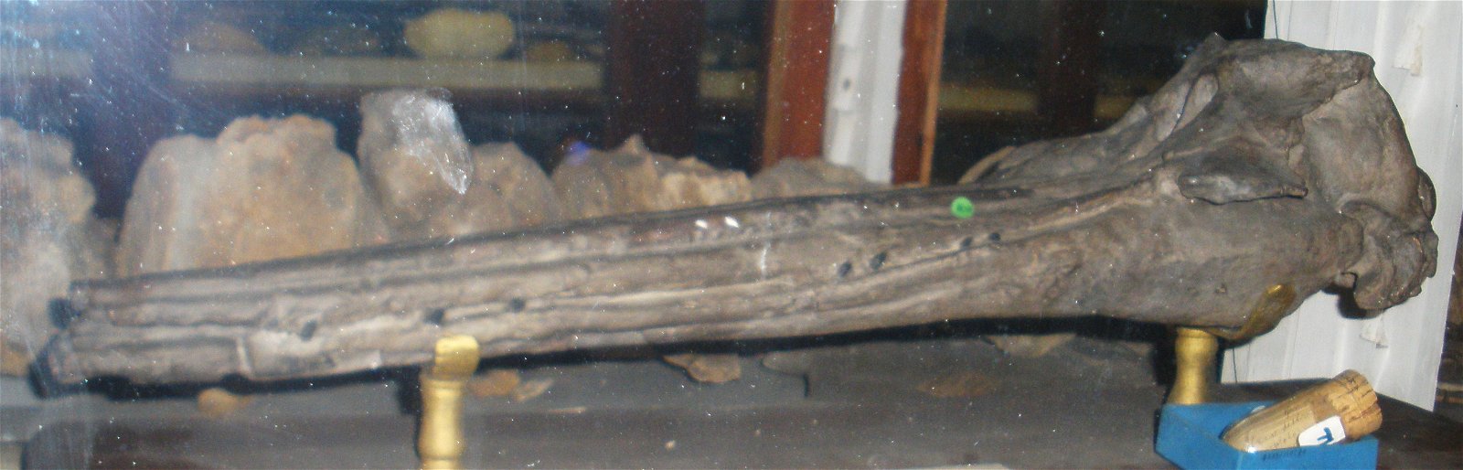 Museo Geologico Giovanni Capellini