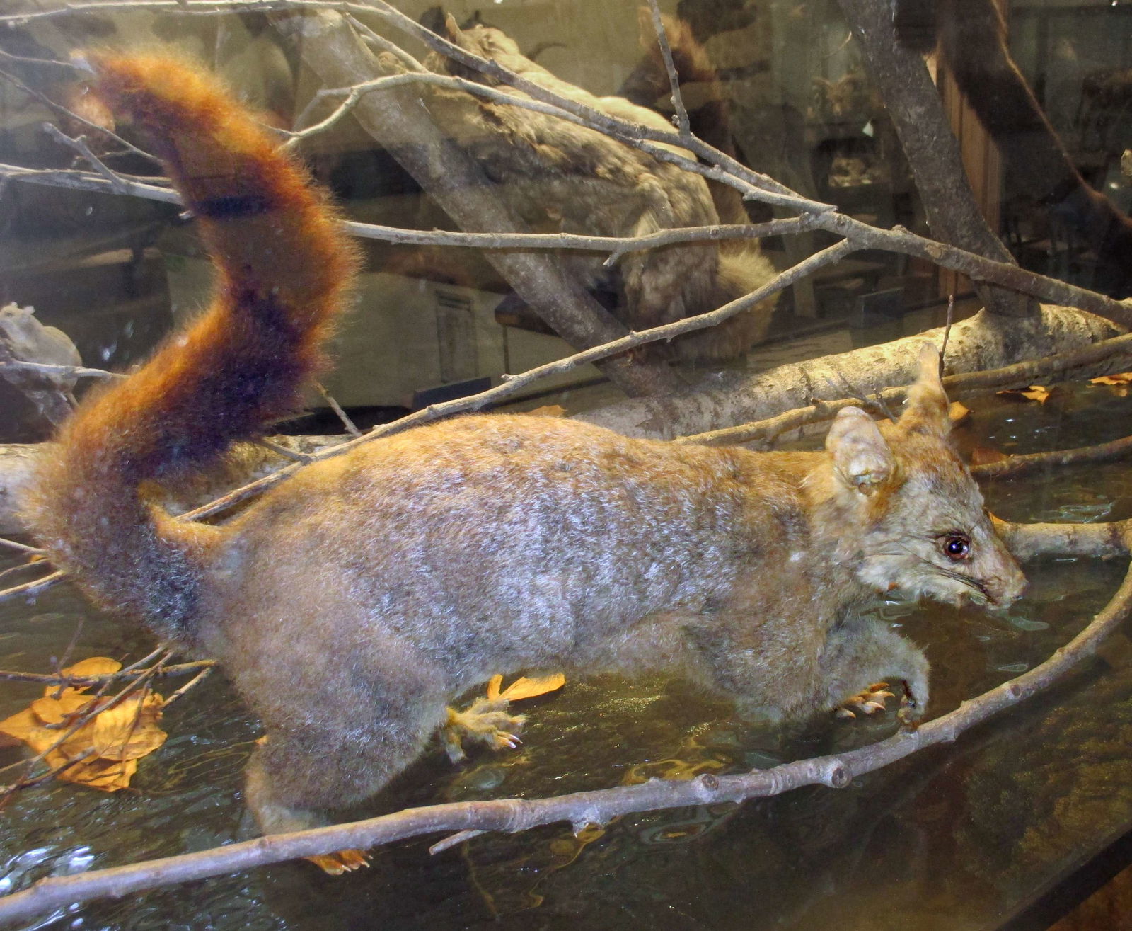 Göteborg Natural History Museum
