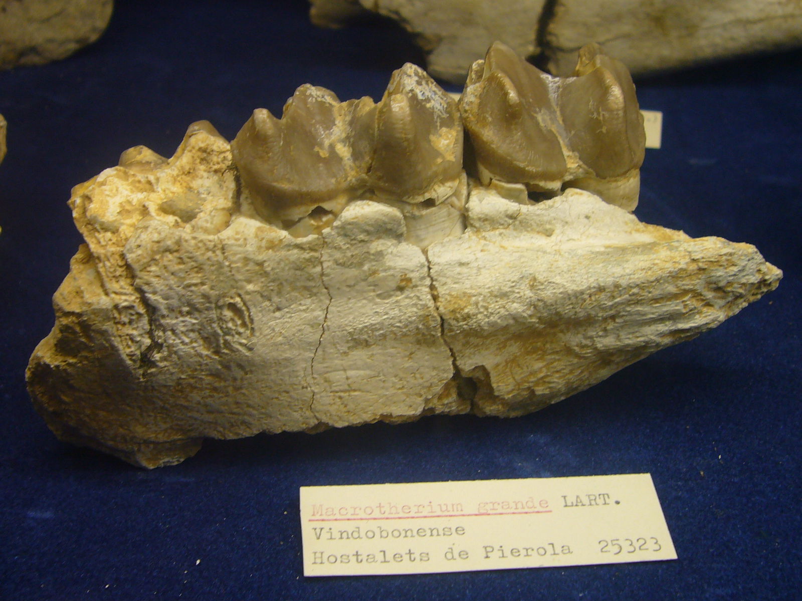 Museu Geologic del Seminari de Barcelona