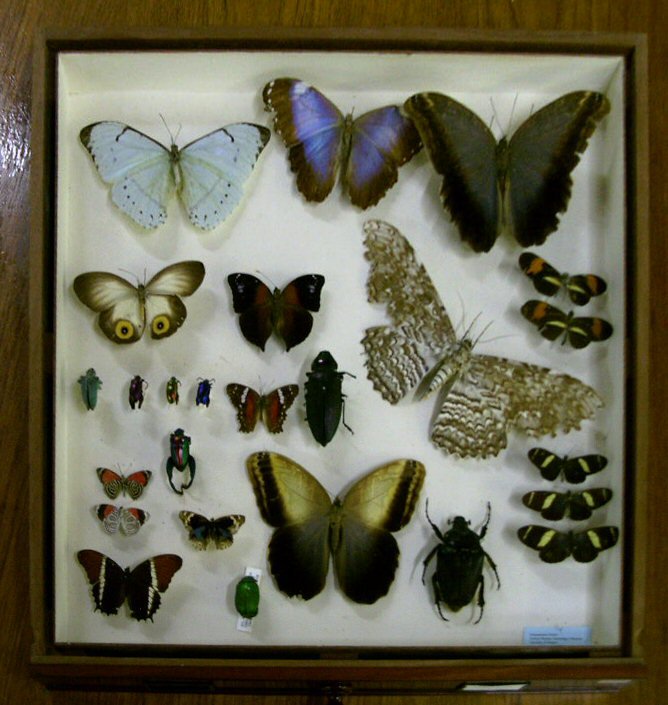 The Hunterian Museum and Art Gallery