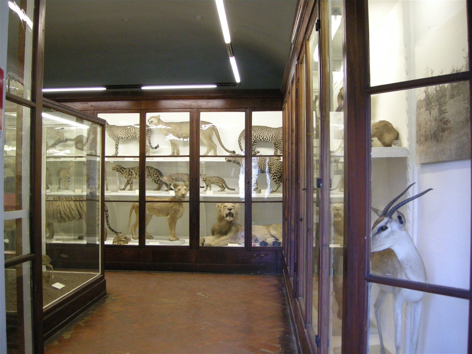 La Specola - Museum of Zoology and Natural History