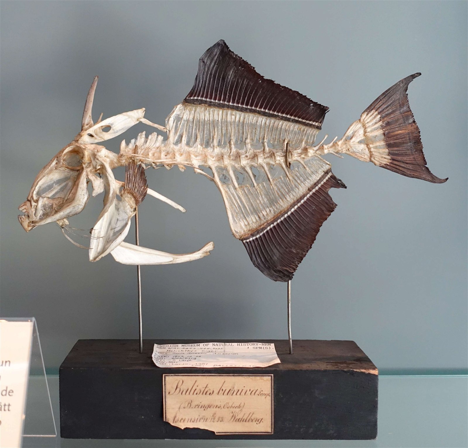 Swedish Museum of Natural History