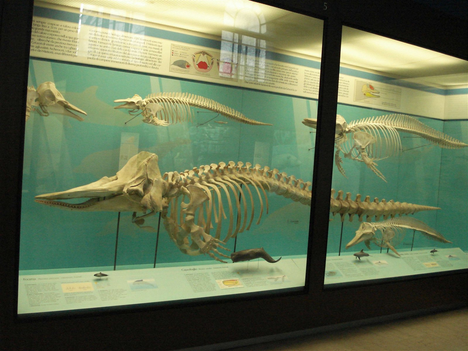 Museum of Natural History