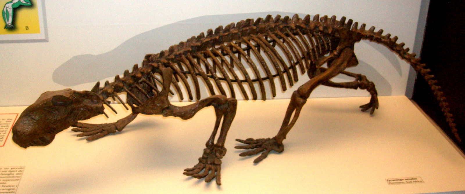 Civico Museo di Storia Naturale