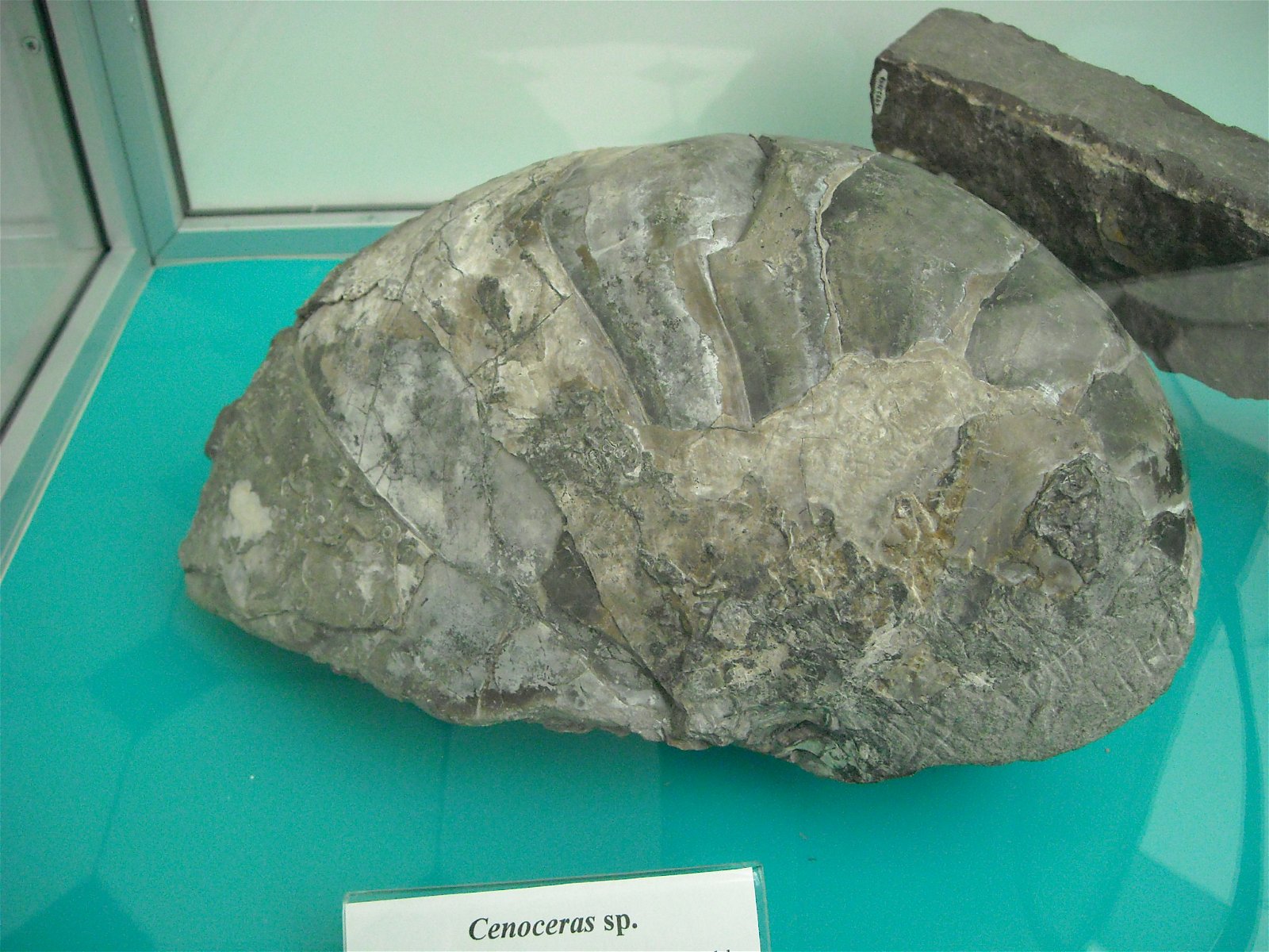 Geological Museum of the Polish Geological Institute