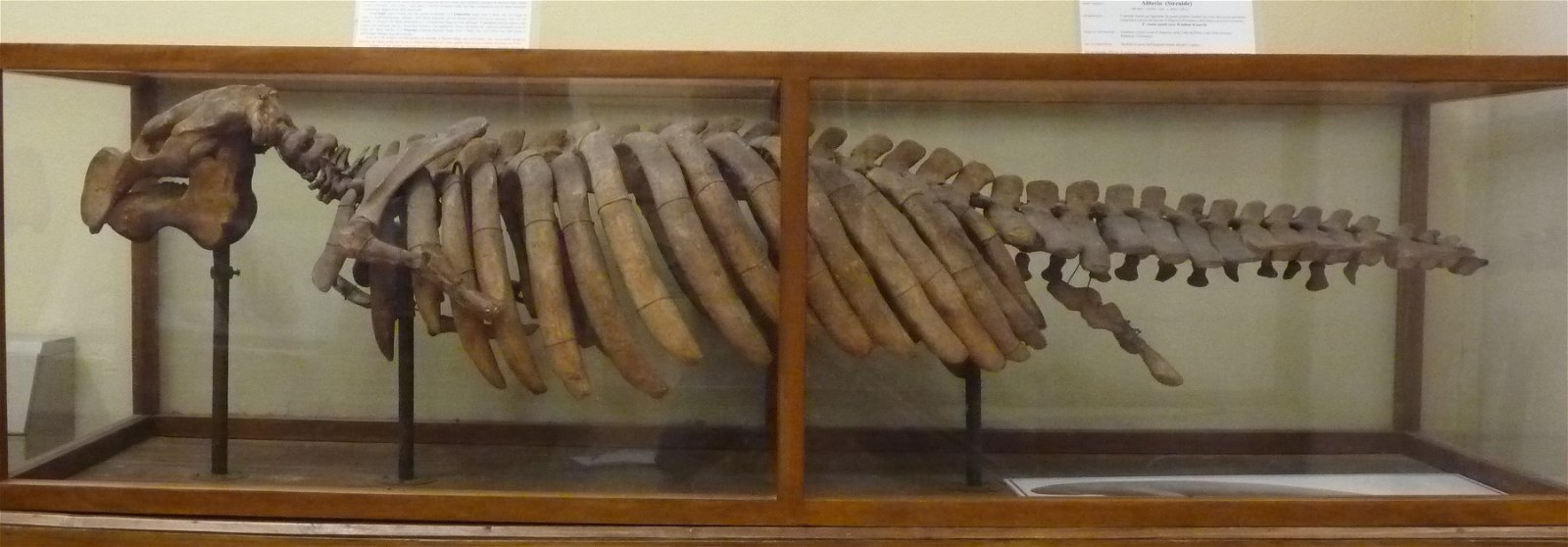 Museo Geologico Giovanni Capellini