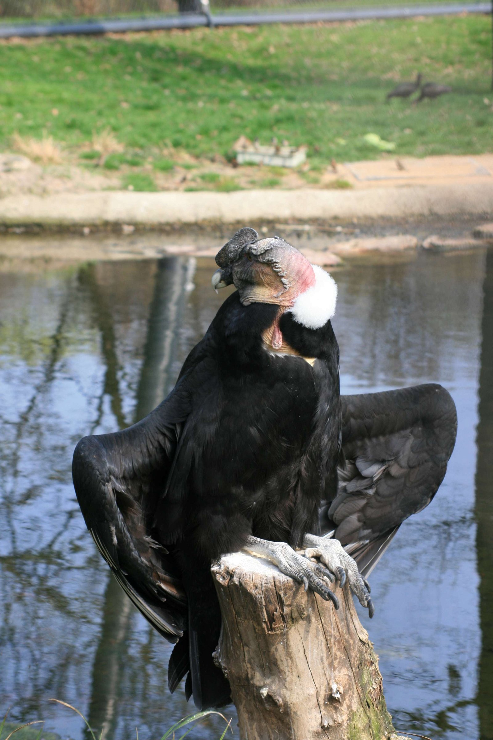 Berlin Zoological Garden
