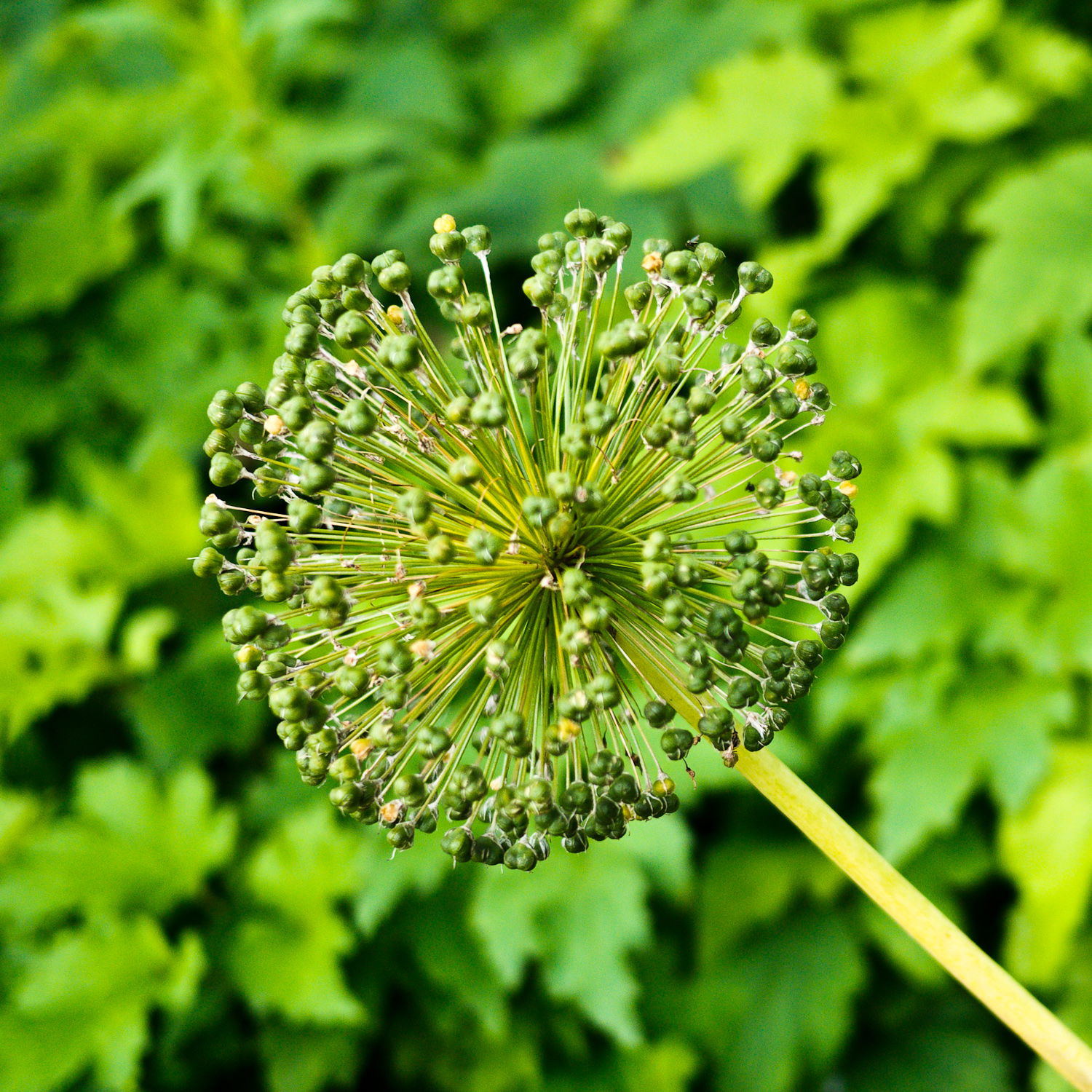 Jardín botánico de la Universidad de Oxford